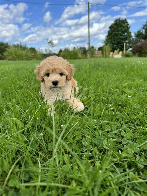 Image result for Mini Cockapoo