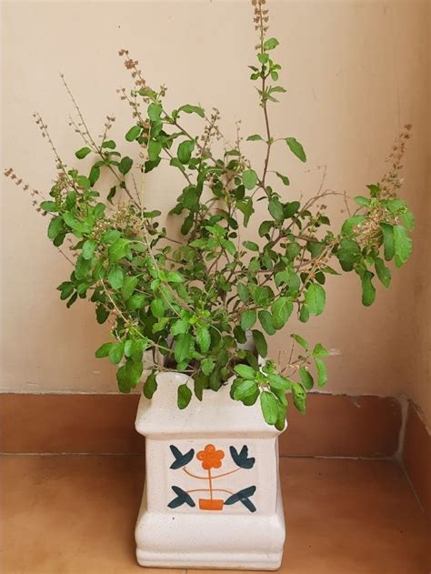 Best Days to Worship Tulsi Plant at Home As Per Vastu