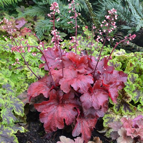 Heuchera ‘Fire Alarm’ | TERRA NOVA® Nurseries, Inc.