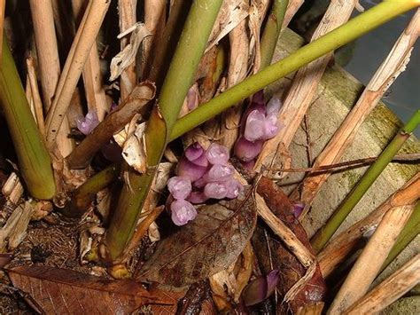 Sweet Prayer (Katemfe) Fruit Plant (Thaumatococcus Daniellii ...