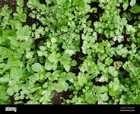 Vegetables Agriculture 的图像结果