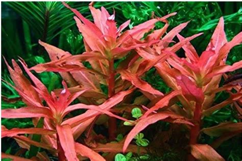 Buy Live Aquarium Plants Online at Low Price – Best4Pets
