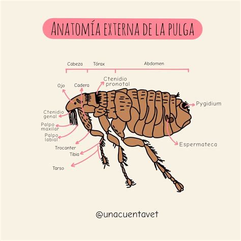 Febre maculosa – Artofit