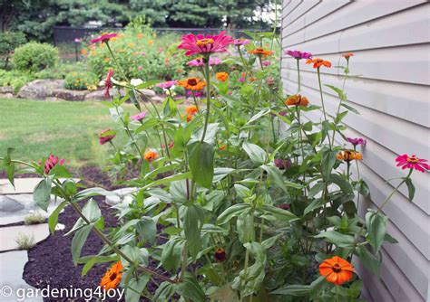 Growing and caring for Zinnias, the complete guide - Gardening4Joy