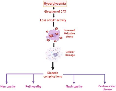 Catalase Functions and Glycation: Their Central Roles in Oxidative ...