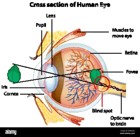 Drawing Diagram Cross Section High Resolution Stock Photography and ...