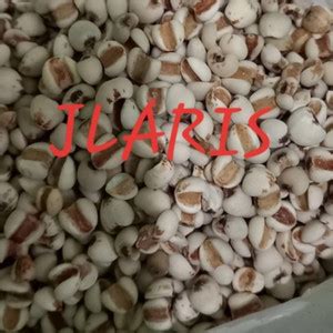 Jual BARLEY SUPER / BIJI JALI JALI 1KG - Kota Bandung - Bolena | Tokopedia