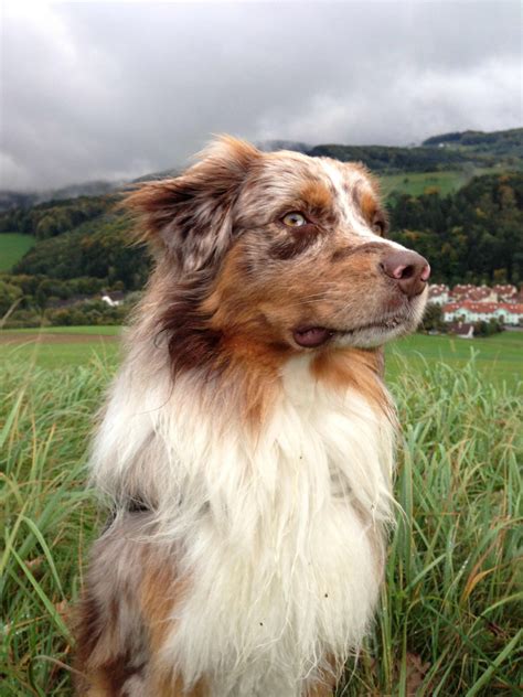Australian Shepherd Dog Breed » Information, Pictures, & More