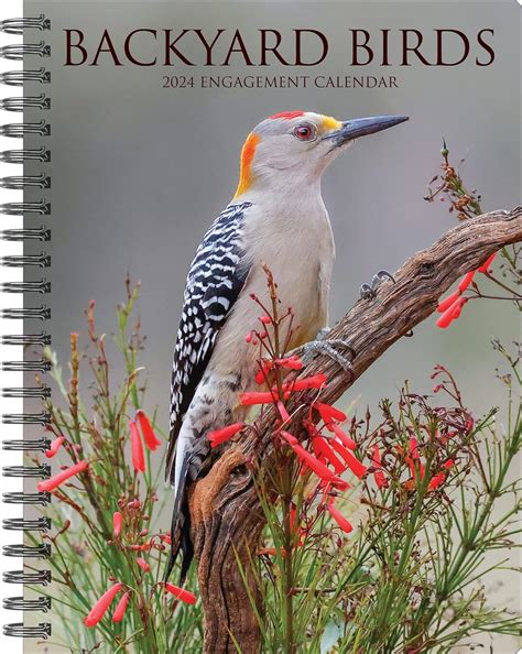 Backyard Birds 2024 Calendar : Willow Creek Press: Amazon.in: Books