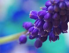 Image result for Blue Purple Flowers Boket