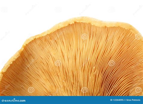 Mushroom Gills Macro Detail Stock Image - Image of yellow, detail: 12264095