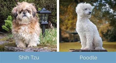 How Long Do Shih Tzus Poodles Live