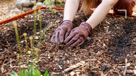What is mulching? Garden experts share their advice | Woman & Home