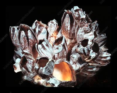 Image result for Empty Barnacle Shell