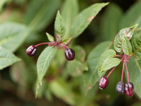Fuchsia Seed Collecting - Learn About Saving And Growing Fuchsias From Seed | Gardening Know How
