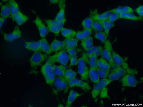 EIF3A antibody (26178-1-AP) | Proteintech