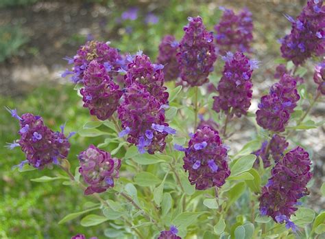 Salvia pachyphylla - Mojave sage, giant purple desert sage, blue sage ...