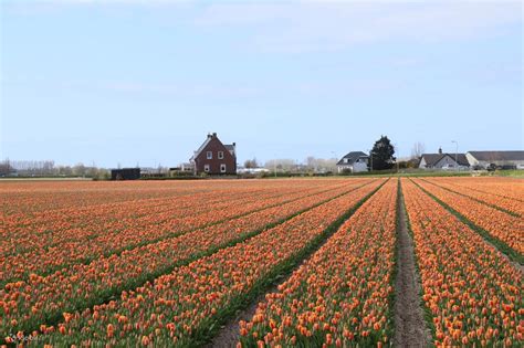 Tulip Tour Keukenhof and City Tour Delft | Explore Stunning Tulip ...