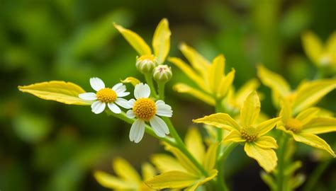 Why Are My Chamomile Plants Turning Yellow Before Blooming? – Idyl