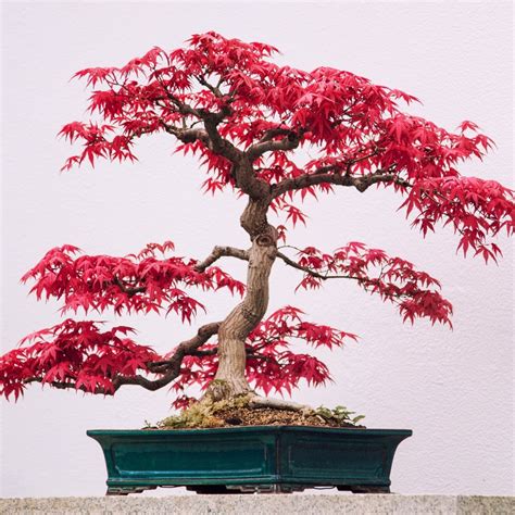 Japanese Maple Bonsai Japanese Maple Bonsai Tree(acer Palmatum 'Kogane