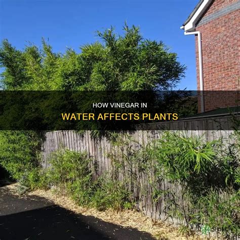 How Vinegar In Water Affects Plants | ShunCy