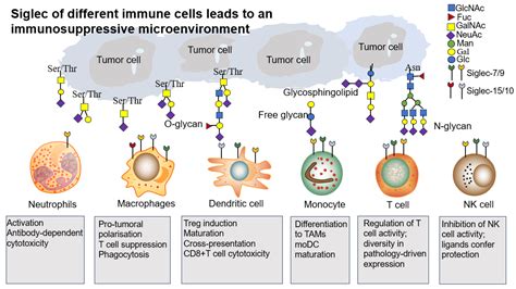 Dysregulated Sialylation in Cancer: From Immunosuppressive ...