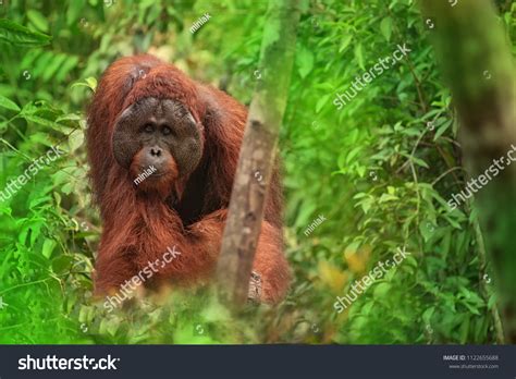 Strong Big Male Orangutan Orang-utan His Stock Photo 1122655688 ...