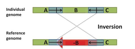 Reverse Complement 的图像结果