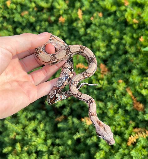 Baby Columbian Red-Tailed Boa Constrictor – Scales and Tails of Ohio