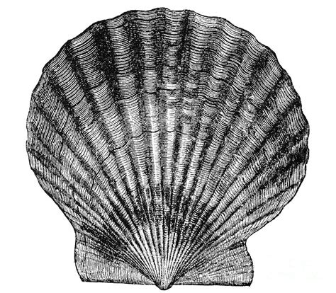 Scallop Shell Drawing 的图像结果