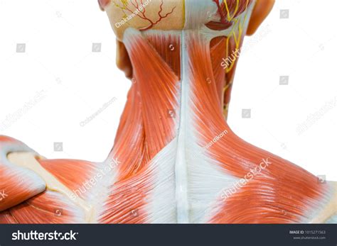 6,471 Anatomy Muscles Neck Shoulder Images, Stock Photos & Vectors | Shutterstock