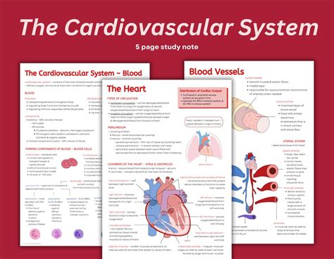 Image result for Cardiovascular System and Function Notes