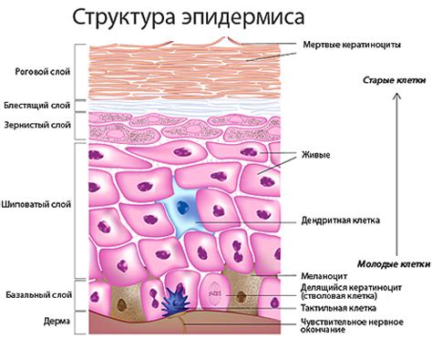 Строение кожи человека. Слои: эпидермис и дерма. Клетки: меланоциты