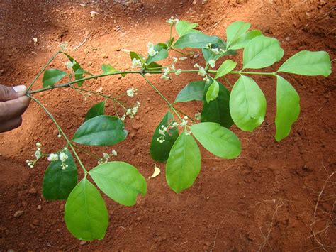 ATLAS of Medicinal Plants In Gandhamardan