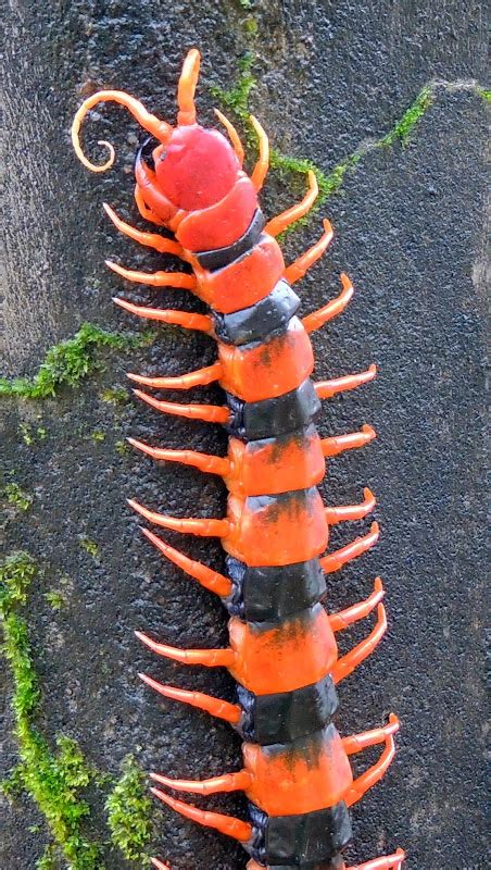 Indian Tiger Centipede