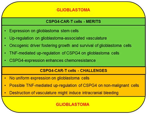 CSPG4 as Target for CAR-T-Cell Therapy of Various Tumor Entities–Merits ...