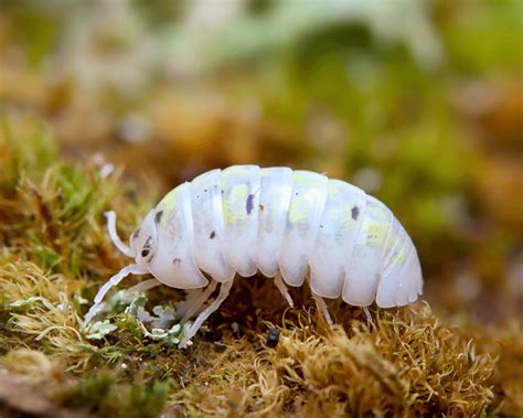 Armadillidium vulgare “Magic Potion” | Asseln / Isopoden | Terrarien Tiere | Garnelen & Co ...