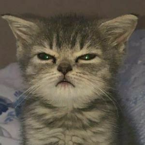 Image result for Scared Cat PFP
