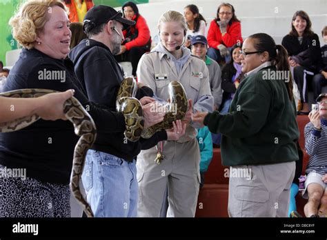 Large Python Snake 的图像结果