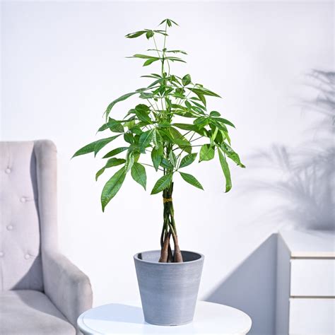 Buy Pachira Money Tree Plant (Guiana chestnut) | Bring Luck to Your ...