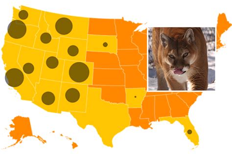 Us mountain lion population