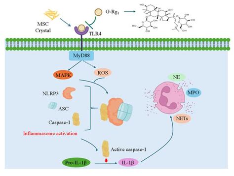 Based on the TLR4/NLRP3 Pathway and Its Impact on the Formation of NETs ...