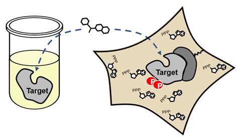 Kinase Selectivity Profiling Services