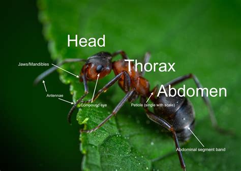 Anatomy Of An Ant Ants Anatomy Ant Insect How Tall Is An Ant? A