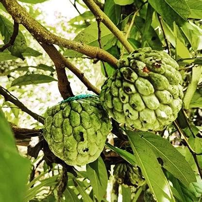 MAA Custard Apple, sitafal, sitaphal Seed Price in India - Buy MAA ...