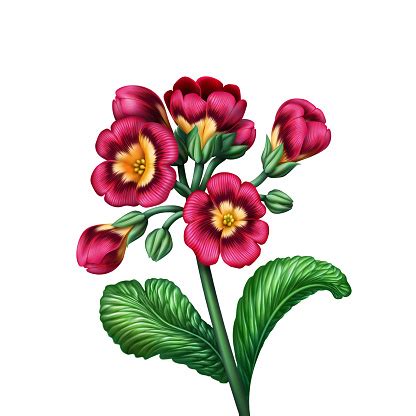 Digital Botanical Illustration Of Red Pink Primrose Flower With Fresh ...
