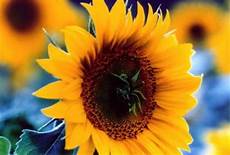 significato girasole nel linguaggio dei fiori girasole significato girasole nel linguaggio dei fiori girasole