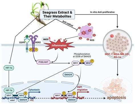 Revealing Novel Source of Breast Cancer Inhibitors from Seagrass ...