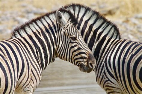 Image result for Zebra Viewer