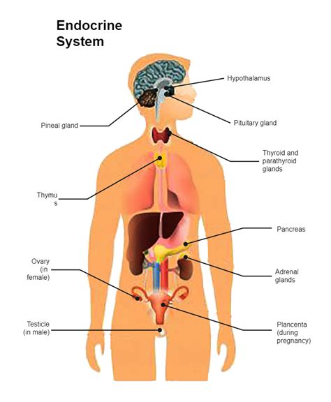 Image result for Endocrine System Drawing